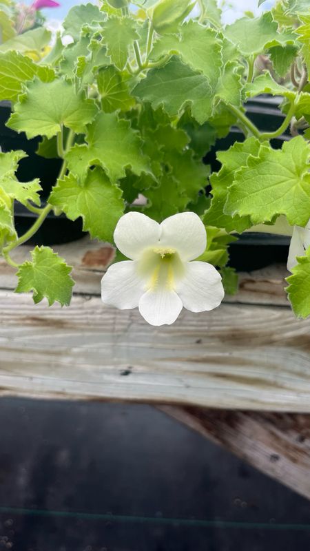 Lophospermum - Lofos: Compact White Lophospermum - Lofos: Compact White