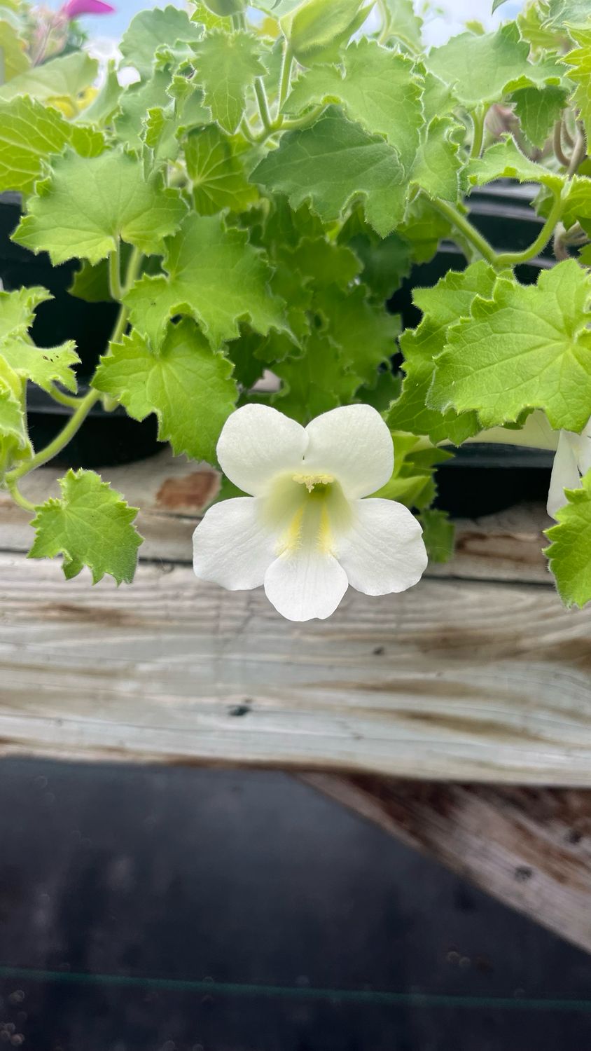 Lophospermum - Lofos: Compact White Lophospermum - Lofos: Compact White