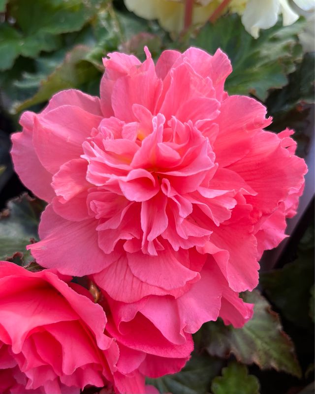 Begonia - Nonstop: Pink Begonia - Nonstop: Pink