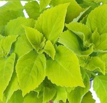 Coleus - Main Street: Chartres Street