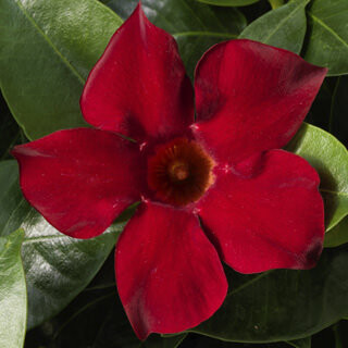 Dipladenia - Rio: Red Dipladenia - Rio: Red
