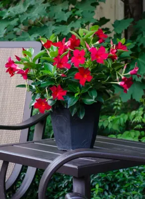 Dipladenia - Rio: Red