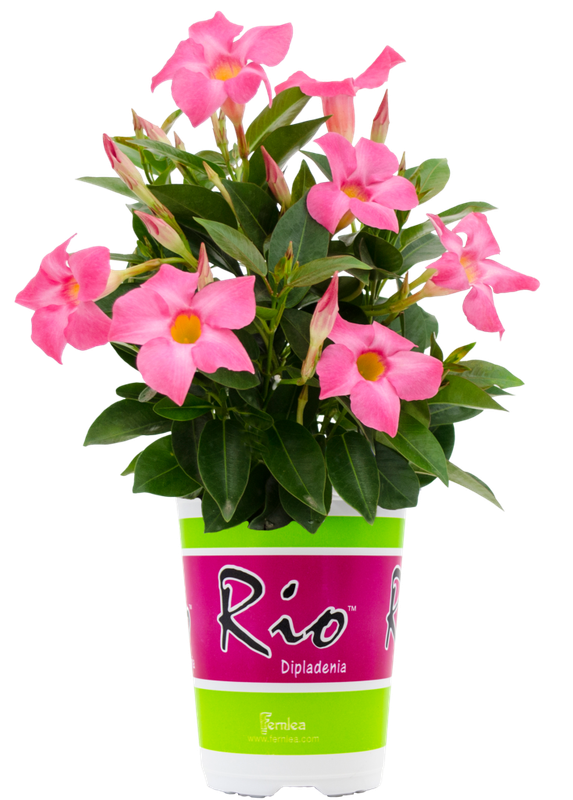 Dipladenia - Rio: Pink