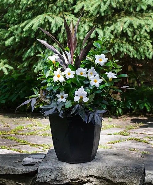 Dipladenia - Rio: White