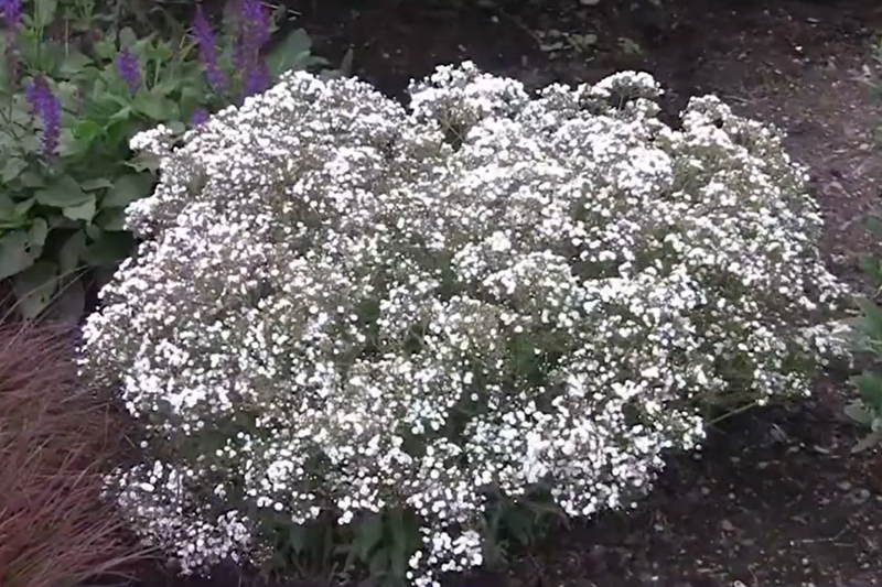 Gypsophila: Double Snowflake (Babies Breath)