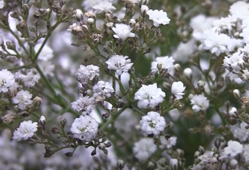Gypsophila: Double Snowflake (Babies Breath)