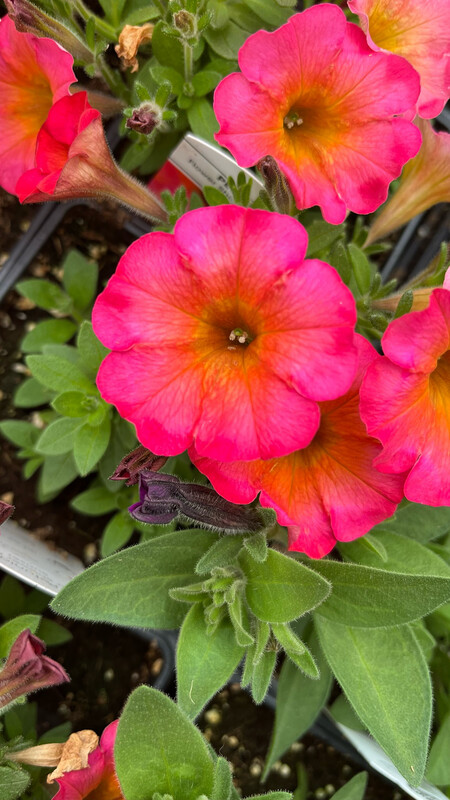 Petunia - Flower Shower: Mayan Sunset Petunia - Flower Shower: Mayan Sunset