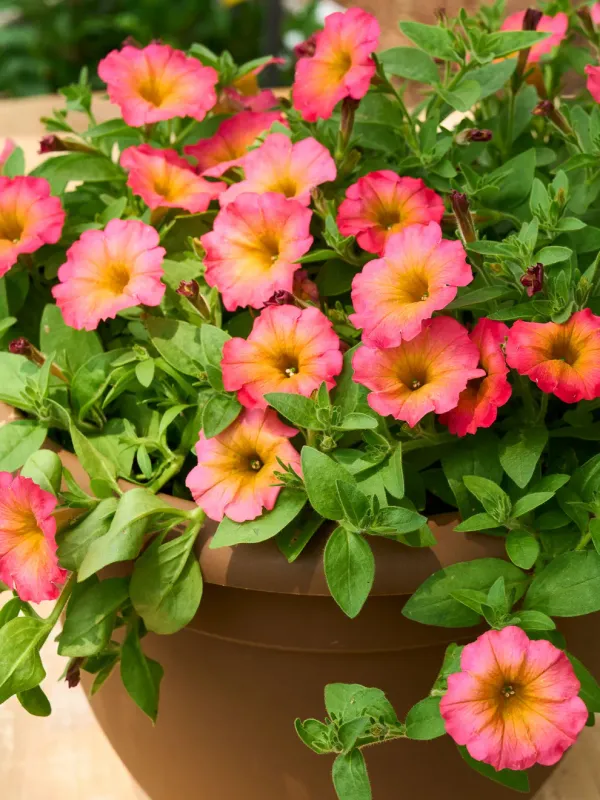 Petunia - Flower Shower: Mayan Sunset