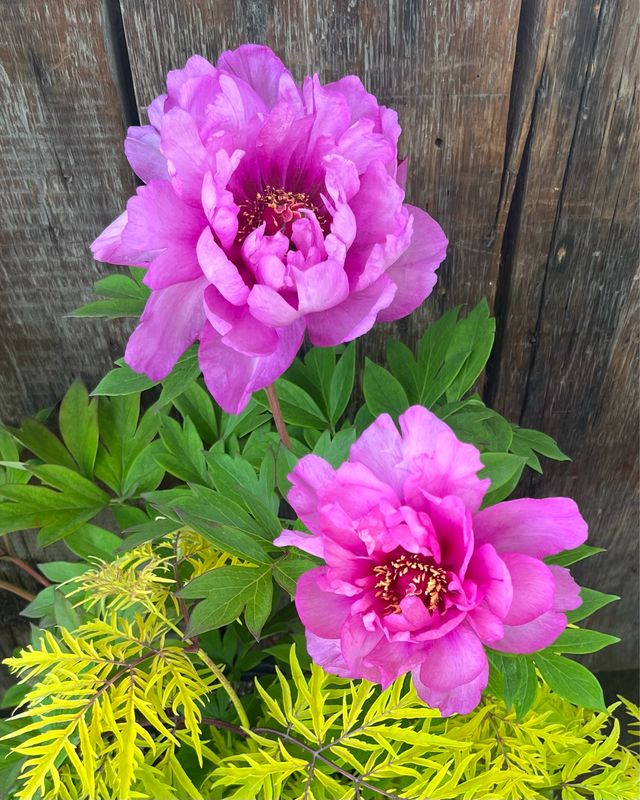 Peony - Itoh: First Arrival