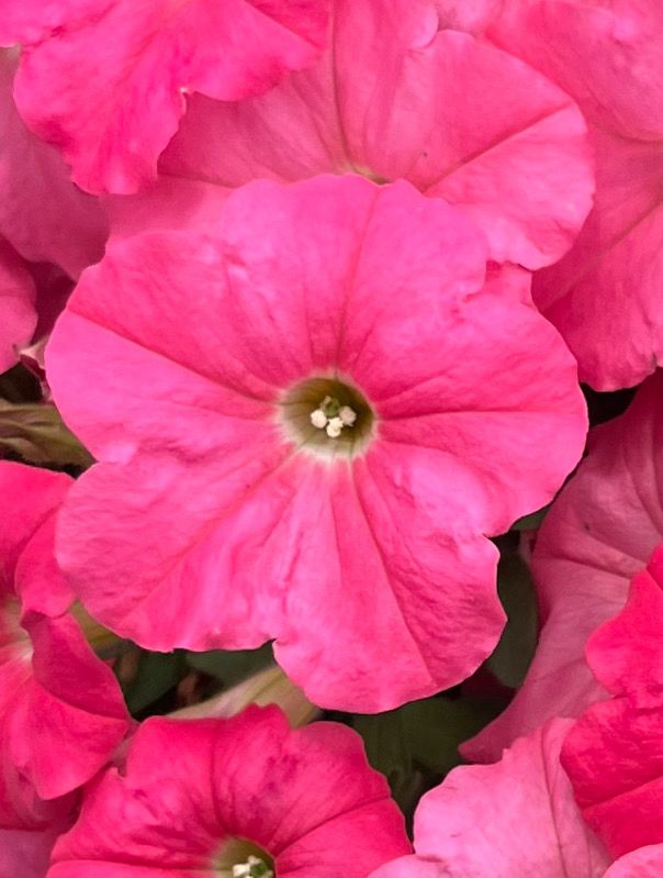 Petunia - Supertunia: Bermuda Beach Petunia - Supertunia: Bermuda Beach
