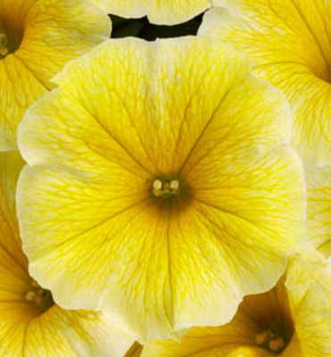Petunia - Supertunia: Saffron Finch Petunia - Supertunia: Saffron Finch