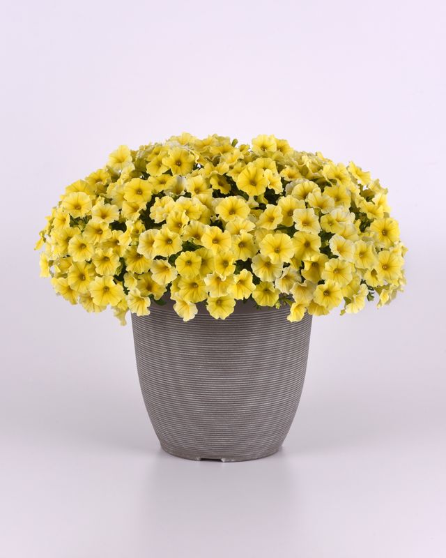 Petchoa - Caliburst: Yellow