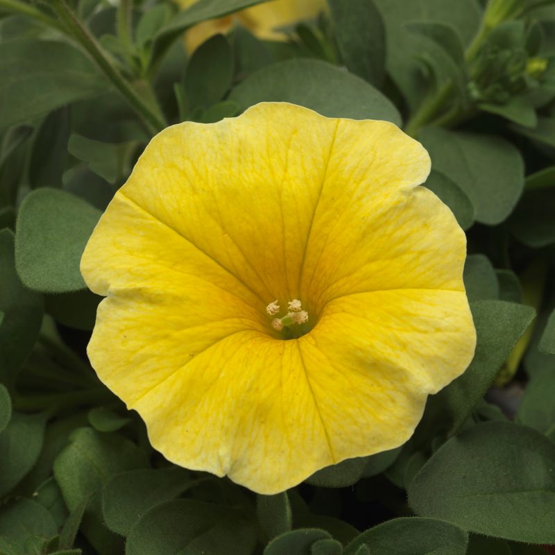 Petchoa - Caliburst: Yellow Petchoa - Caliburst: Yellow