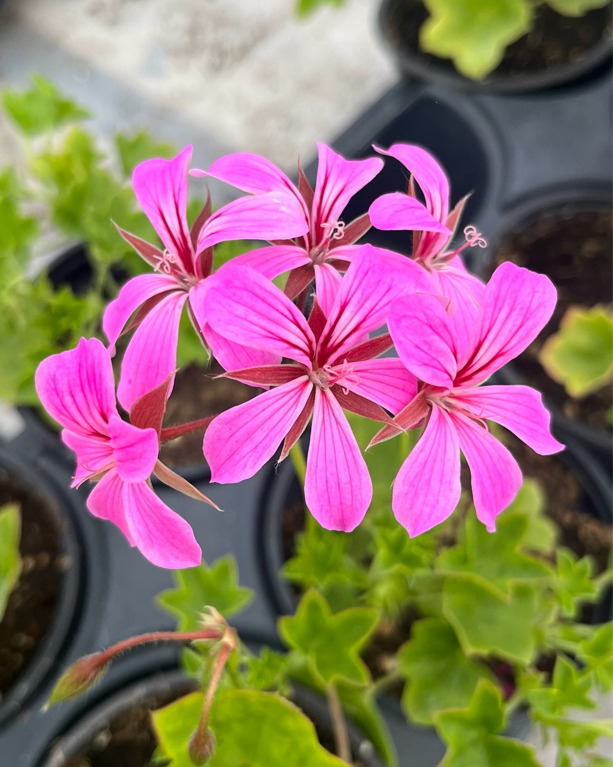 Ivy Geranium - Mini Cascade: Lavender