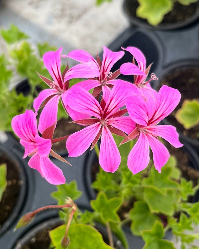 Ivy Geranium - Mini Cascade: Lavender