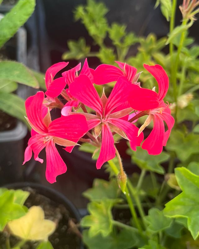 Ivy Geranium - Mini Cascade: Red