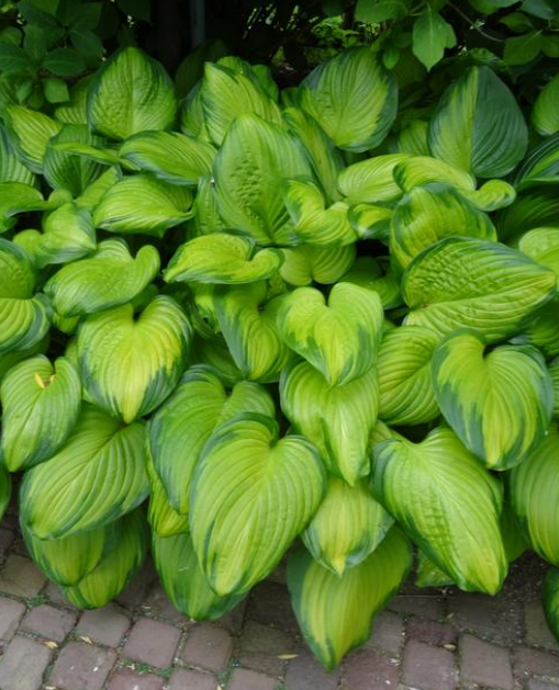 Hosta: Guacamole