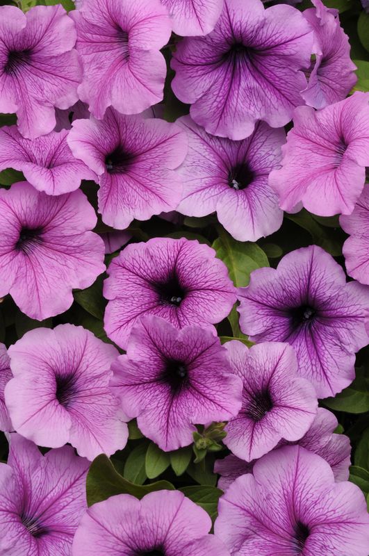 Petunia - Easy Wave: Plum Vein