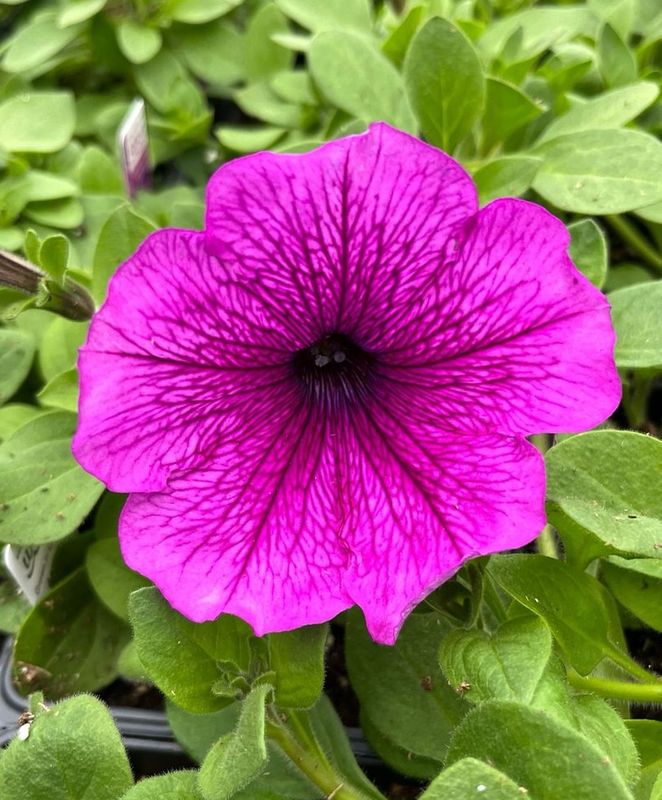 Petunia - Easy Wave: Plum Vein Petunia - Easy Wave: Plum Vein