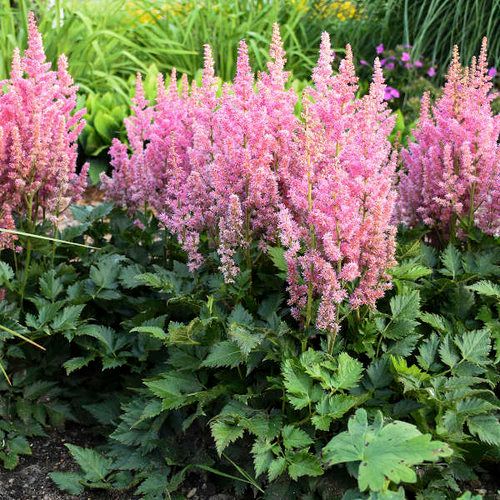 Astilbe: Visions in Pink