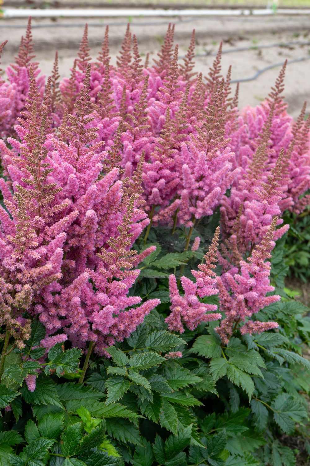 Astilbe: Visions in Pink