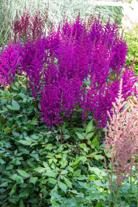 Astilbe: Visions in Red
