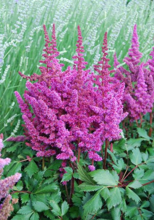 Astilbe: Visions in Red