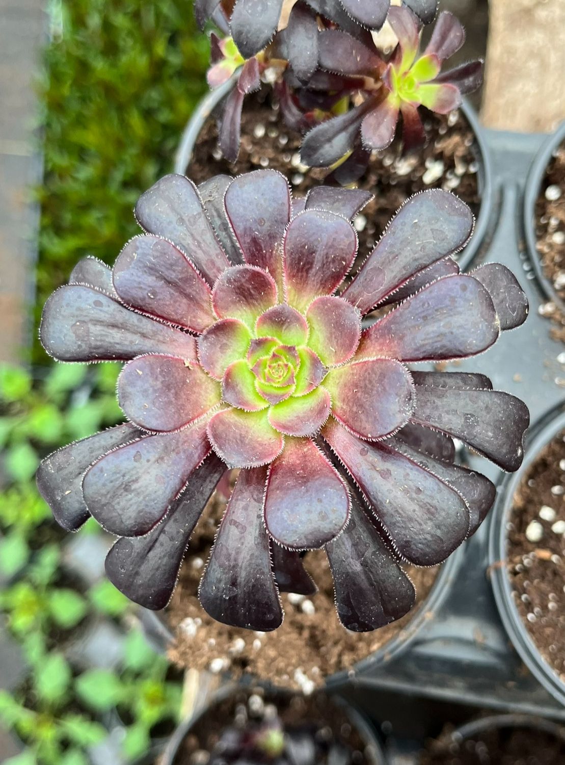 Aeonium: Nigrum