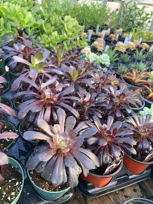 Aeonium: Nigrum