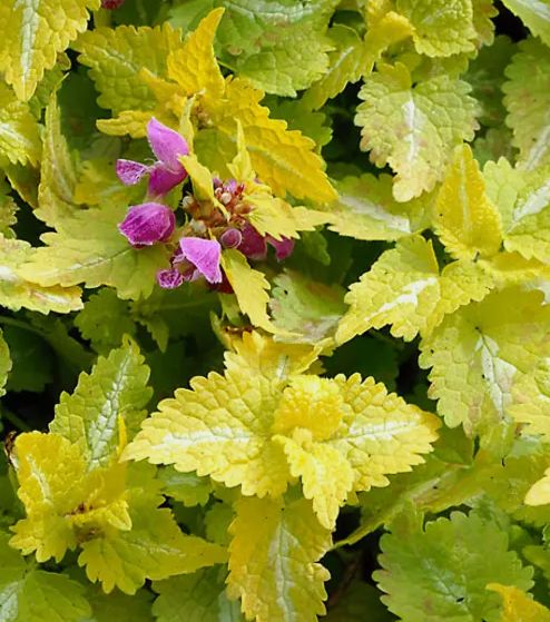 Lamium: Aureum (Golden Dead Nettle) Lamium: Aureum (Golden Dead Nettle)