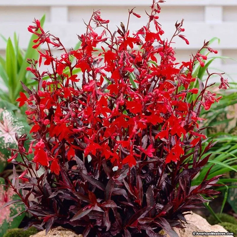Lobelia: Queen Victoria (Cardinal Flower)