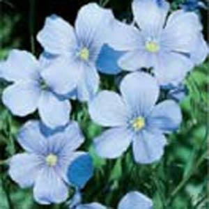 Linum Perenne: Sapphire (Flax) Linum Perenne: Sapphire (Flax)