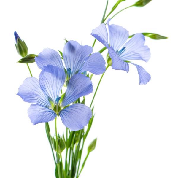 Linum Perenne: Sapphire (Flax)