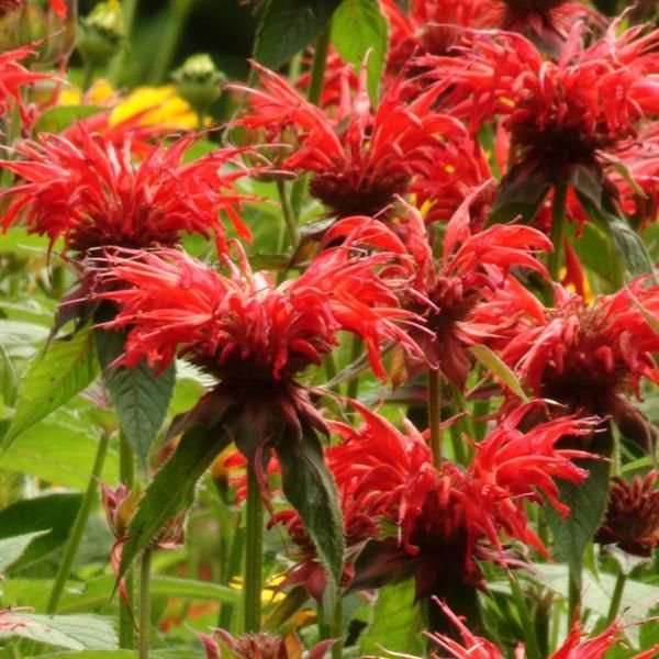 Monarda: Jacob Cline (Bee Balm) Monarda: Jacob Cline (Bee Balm)