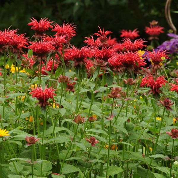 Monarda: Jacob Cline (Bee Balm)