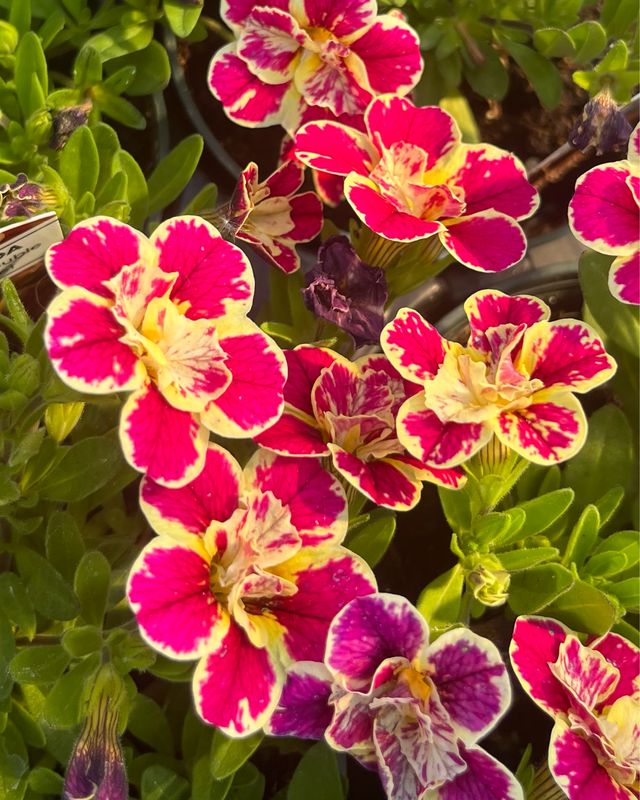 Calibrachoa - Candy Shop: Double Candy Bouquet