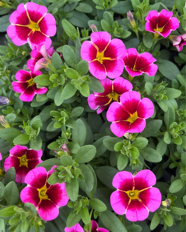 Calibrachoa - Caliloco: Starfire Rose