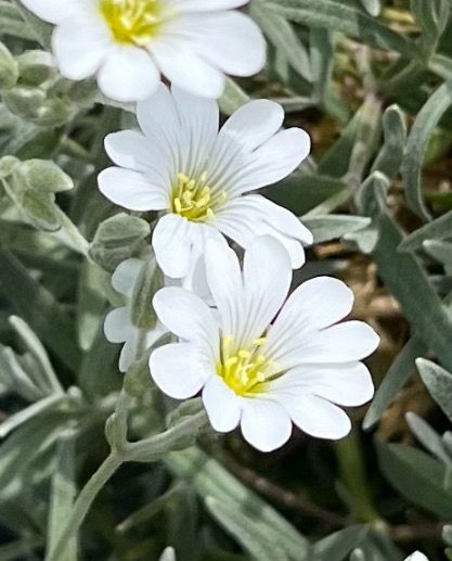 Cerastium Tomentosum (Snow-in-Summer) Cerastium Tomentosum (Snow-in-Summer)