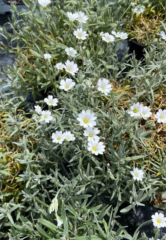 Cerastium Tomentosum (Snow-in-Summer)