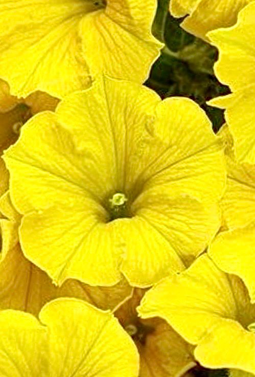 Petunia - Supertunia: Mini Vista Yellow Petunia - Supertunia: Mini Vista Yellow