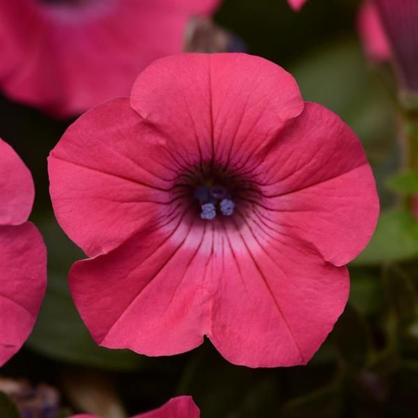 Petunia - Tidal Wave: Hot Pink Petunia - Tidal Wave: Hot Pink