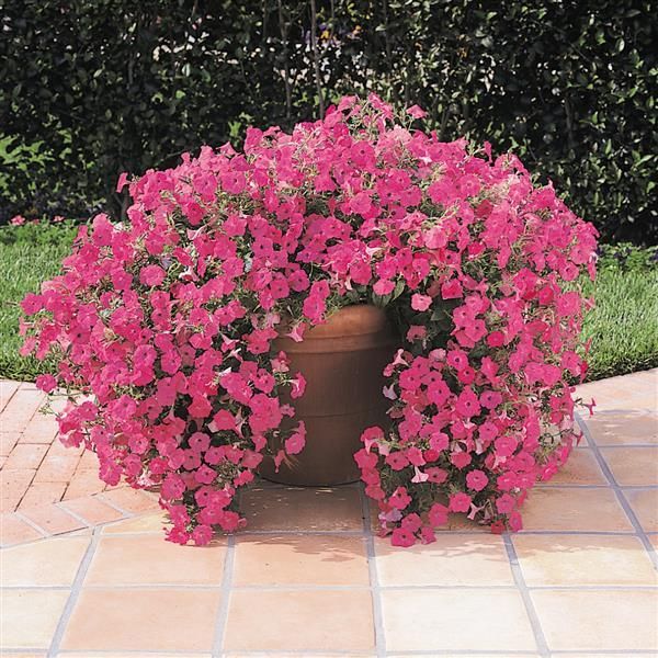 Petunia - Tidal Wave: Hot Pink