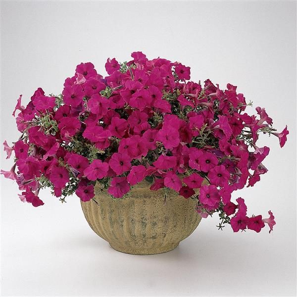Petunia - Tidal Wave: Purple