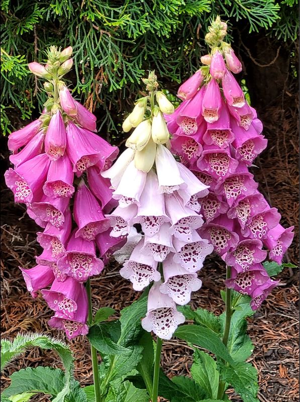 Foxglove: Giant Shirley