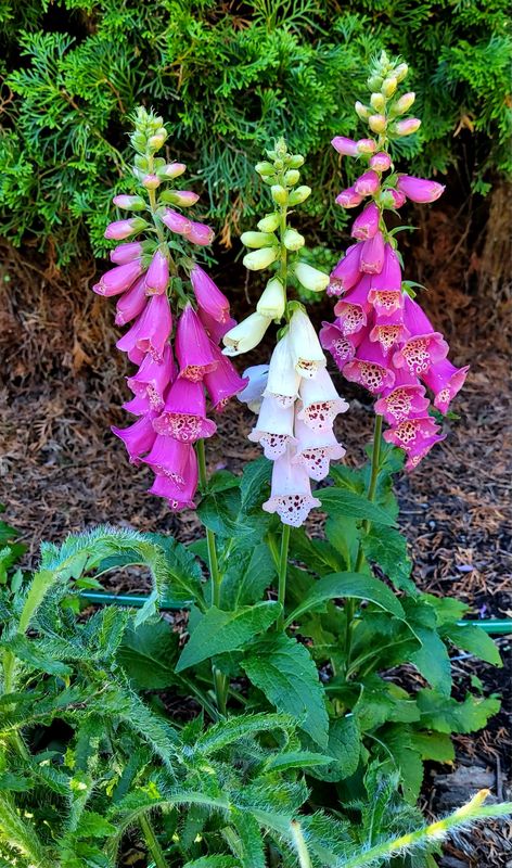 Foxglove: Giant Shirley