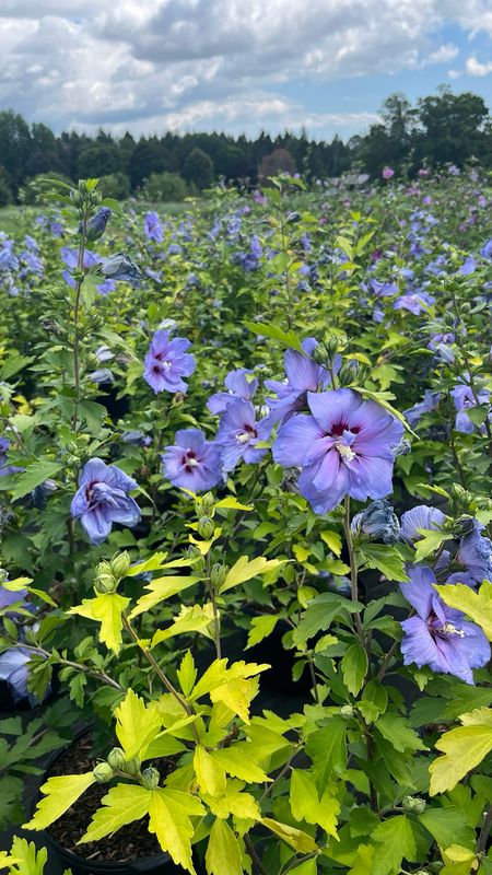 Rose of Sharon: Blue Chiffon