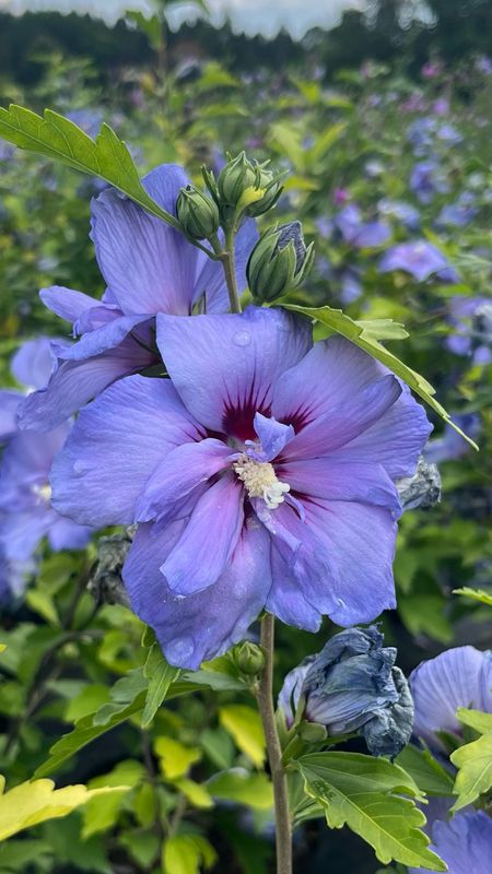 Rose of Sharon: Blue Chiffon Rose of Sharon: Blue Chiffon