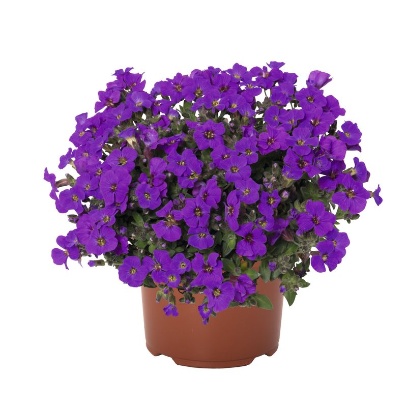 Aubrieta - Cascade: Purple