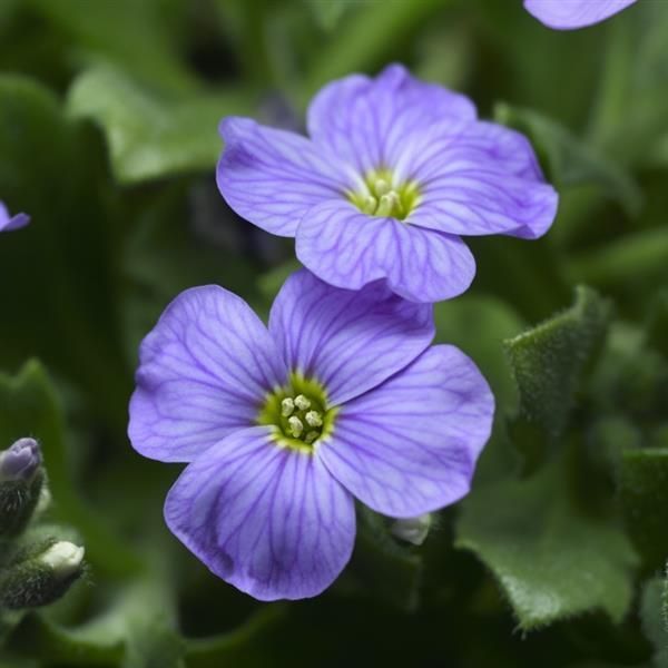 Aubrieta - Cascade: Blue