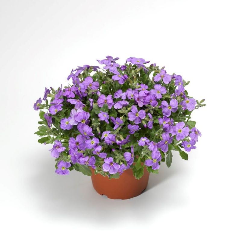 Aubrieta - Cascade: Blue